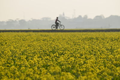 Scenic view of oilseed rape field against sky with person riding bicycle in background