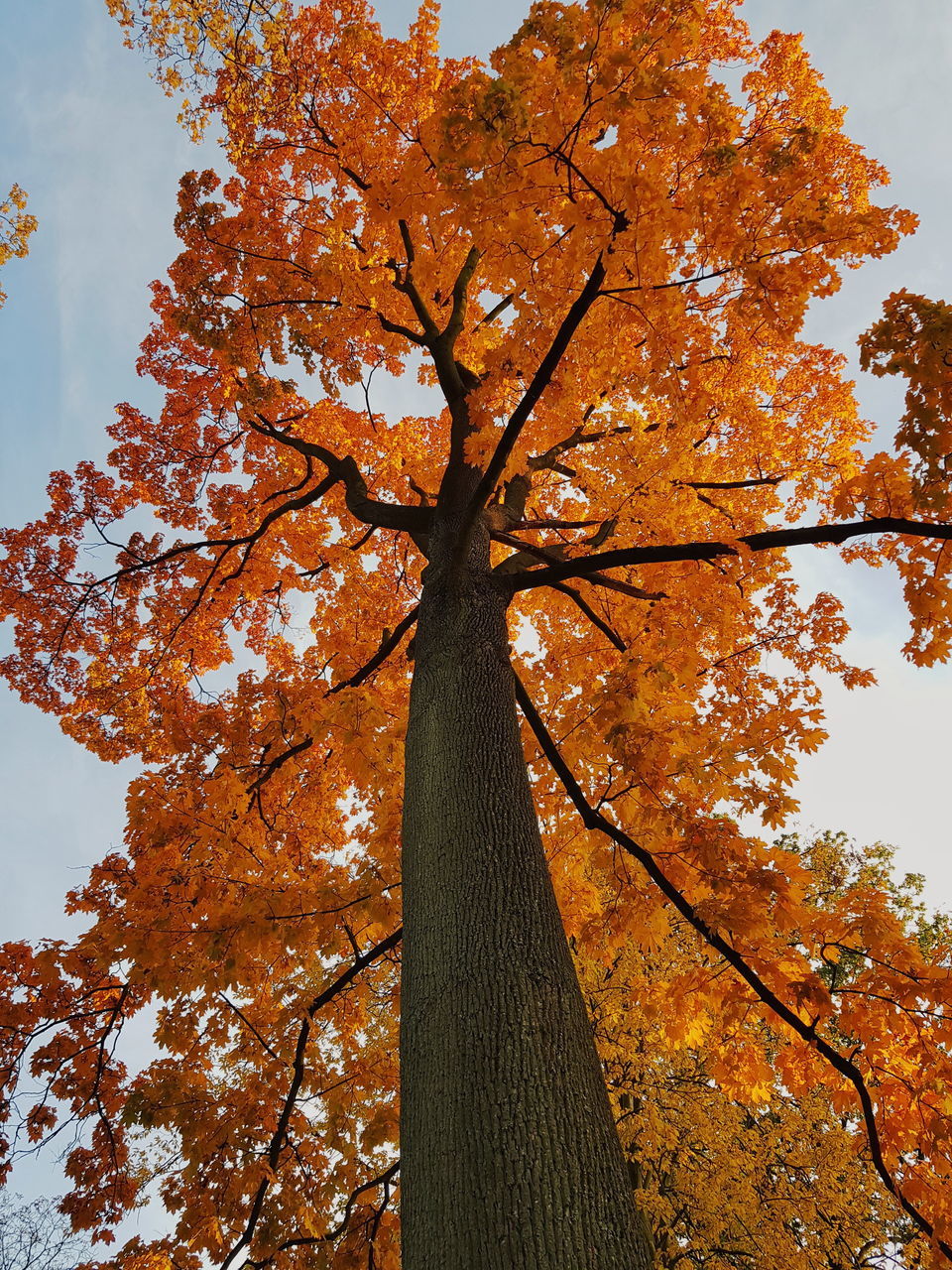 LOW ANGLE VIEW OF TREE AGAINST SKY