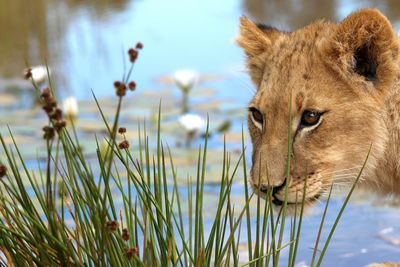 Close-up of lion by waterfront