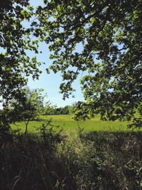 Scenic view of trees growing on field against sky