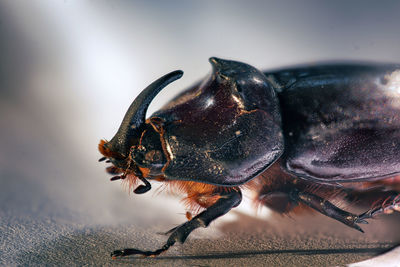 Close-up of insect