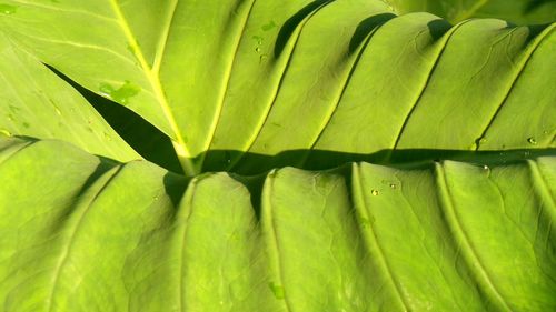 Full frame shot of green leaves