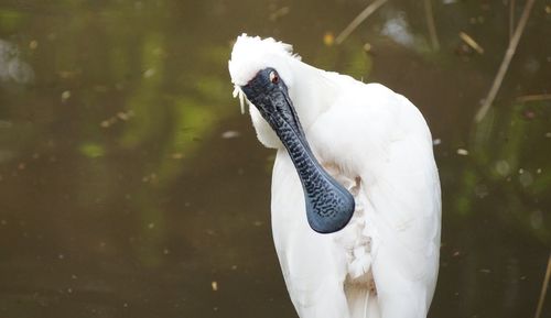 Close-up of a duck in a lake