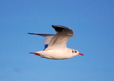 Low angle view of seagull flying against clear sky on sunny day