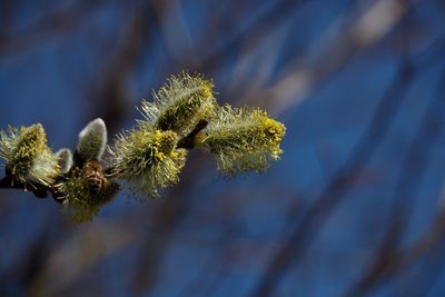 Close-up of flowering plant