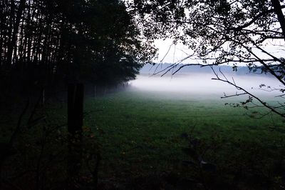 Trees on field in foggy weather