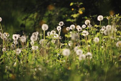 Close-up of white flowering plants on field