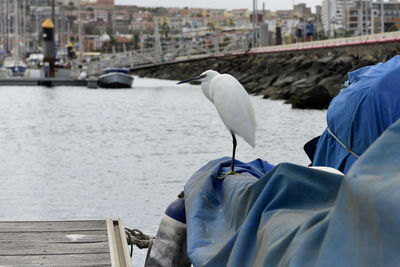 Seagull perching on a boat in sea