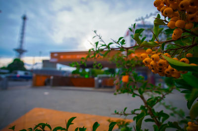 Close-up of fruit growing on plant against sky