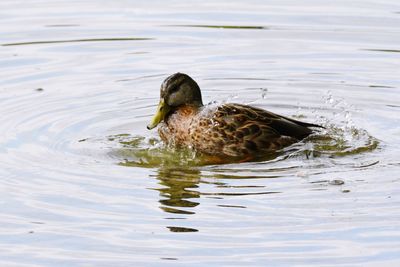 Duck swimming in lake