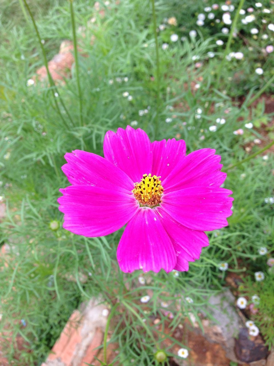 CLOSE-UP OF PINK FLOWER