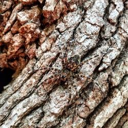 Full frame shot of tree trunk