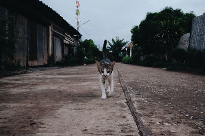 Portrait of a cat