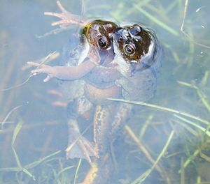 Make love - frog 