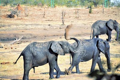 View of elephant