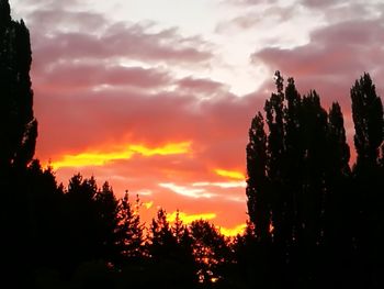 Silhouette trees against orange sky