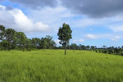Trees on field against sky