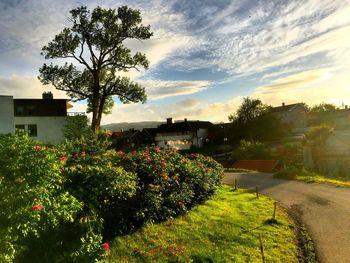 Road passing through a forest