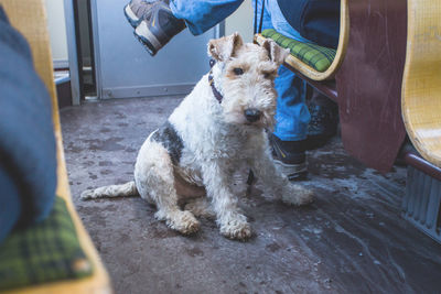 Rear view of a dog
