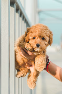 Human holding brown puppy poodle dog