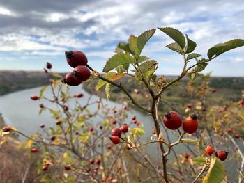 Close-up of cherries growing on tree against sky