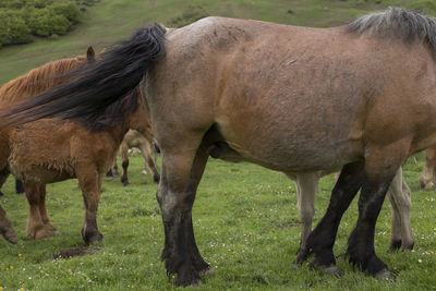 Horses in a field