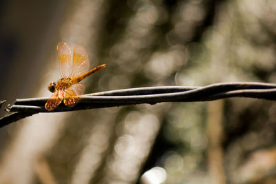 Close-up of insect on plant