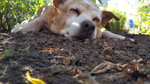 Close-up portrait of dog relaxing on field