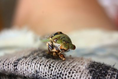 Close-up of insect on sea