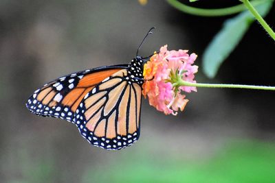 Close-up of butterfly pollinating on flower