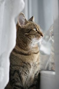 Close-up of cat sitting