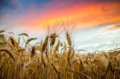 Scenic view of field against cloudy sky