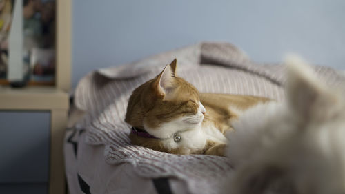 Close-up of a cat resting at home