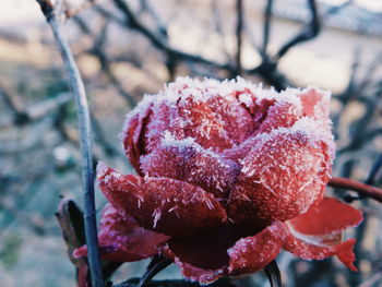 Close-up of pink flowers