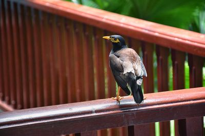 Myna bird yellow beak, black-brown phuket thailand indian, locust starling, starling family. asia.