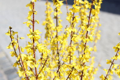 Close-up of yellow flowering plant