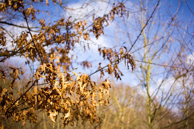 Low angle view of tree against sky