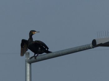 bird