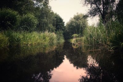 Scenic view of trees by lake against sky