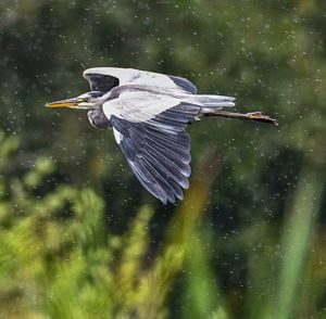 Side view of heron flying 