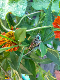 Close-up of butterfly pollinating on flower