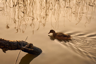 Bird swimming in a lake