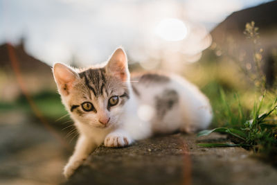 Close-up portrait of kitten sitting on field