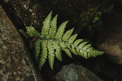 High angle view of leaf on rock