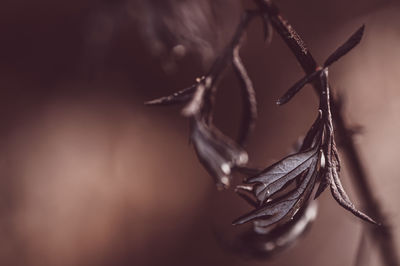 close-up