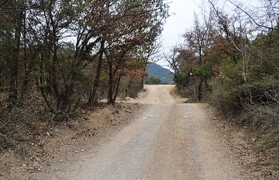 Empty road along trees