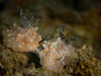 Close-up of coral in sea