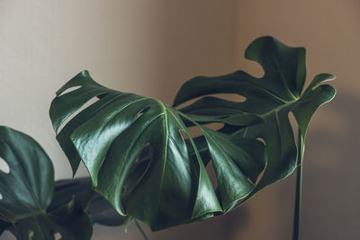 Close-up of potted plant against wall at home