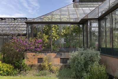 Flower plants growing in greenhouse