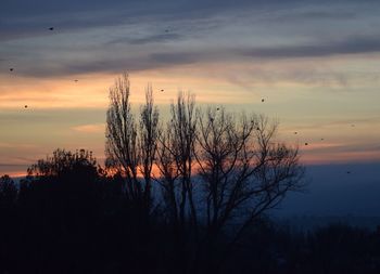 Silhouette trees against sky during sunset